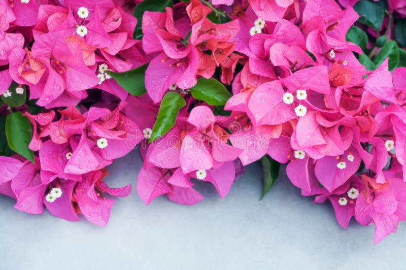 Blooming Purple Bougainvillea On White Flower Stock Photo Image Of Colors Spring