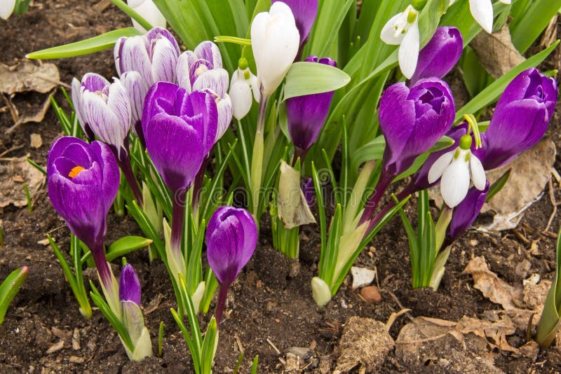 early spring purple flowers early spring purple flowers