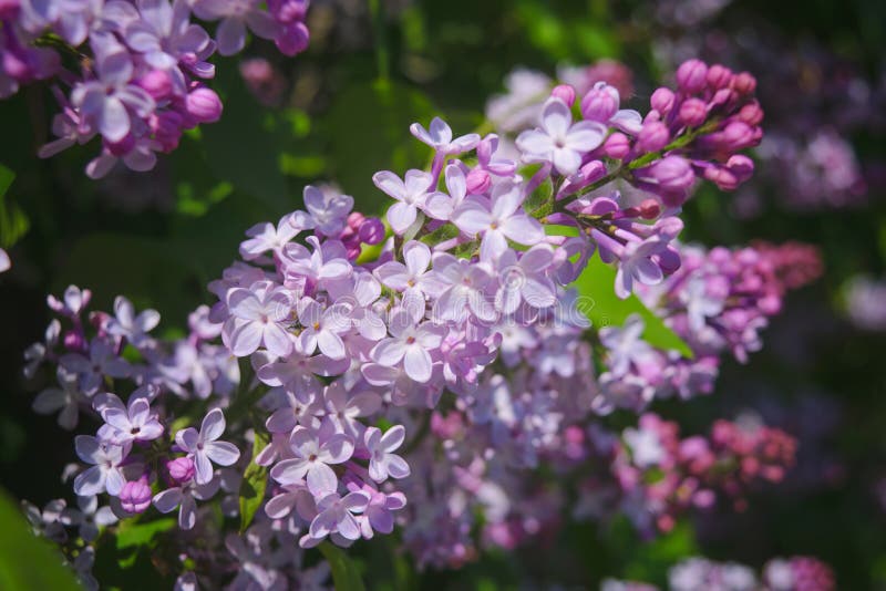 Blooming Purple Lilac Branche Syringa Vulgaris Andenken an Ludwig Spath ...