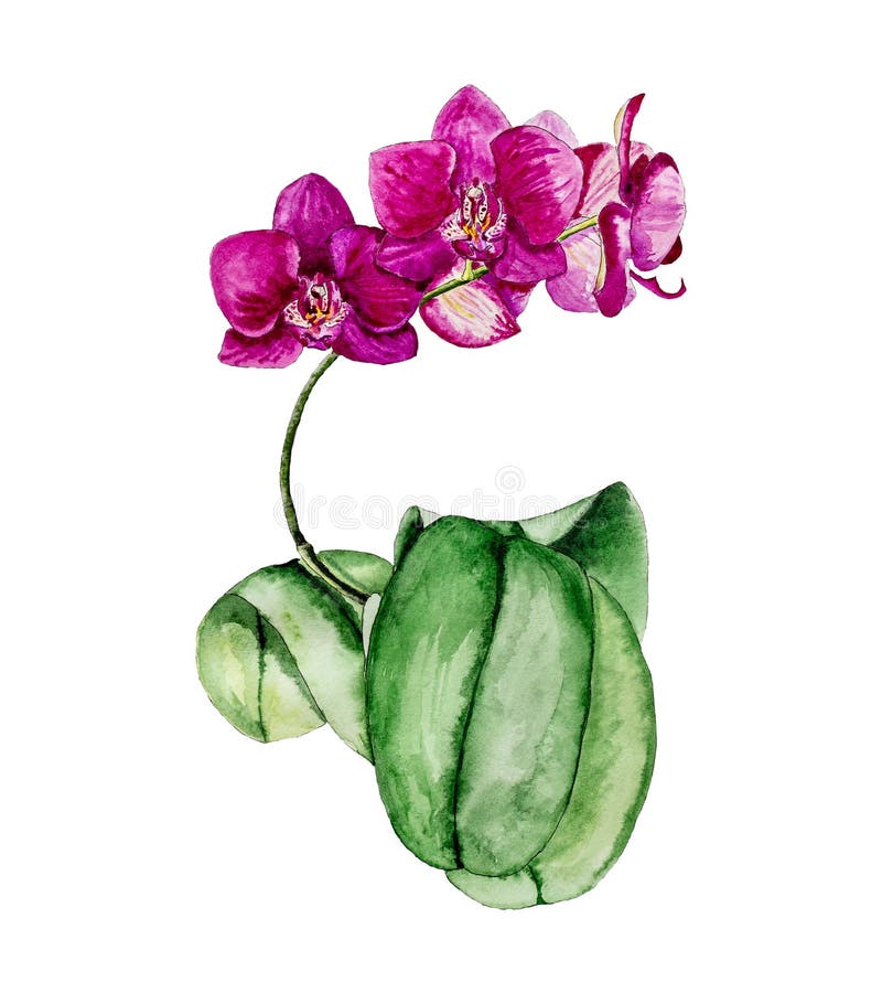Blooming purple Orchid, watercolor painting stock image Blooming purple Orchid, watercolor painting stock image