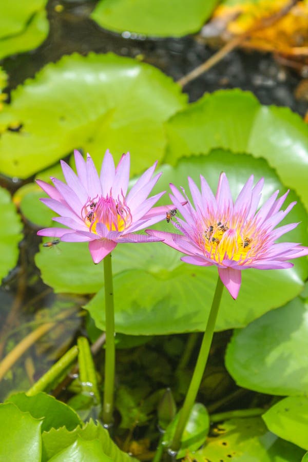 Blooming purple pink lotus and little bees royalty free stock photos Blooming purple pink lotus and little bees royalty free stock photos