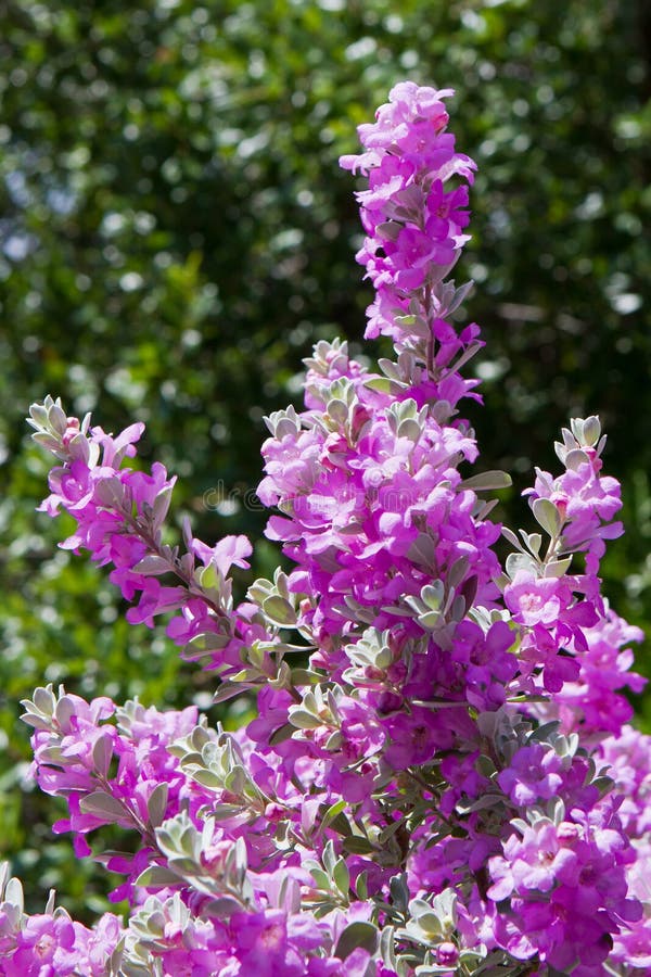 Blooming Purple Sage