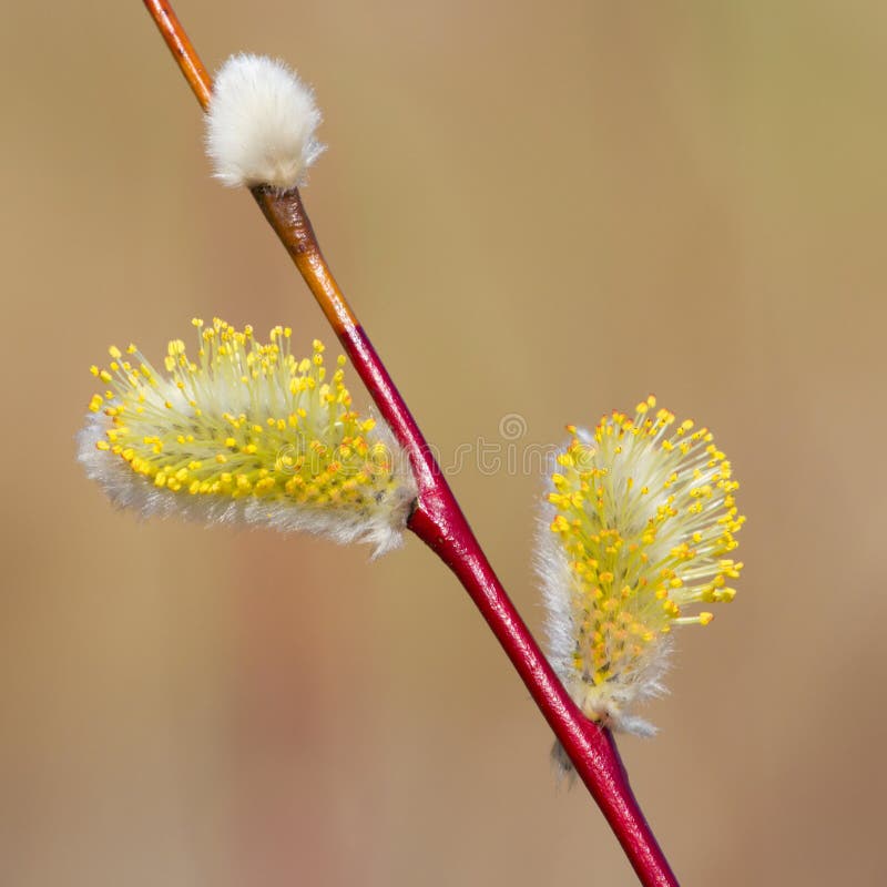 Blooming willow branches royalty free stock photography