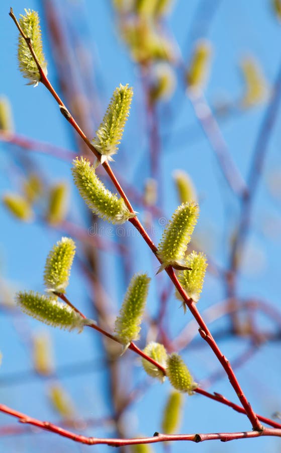 Blooming willow branches stock photo