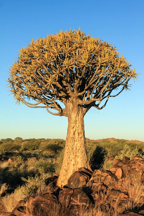 Blooming Quiver Tree in Orange Morning Light Stock Image - Image of ...