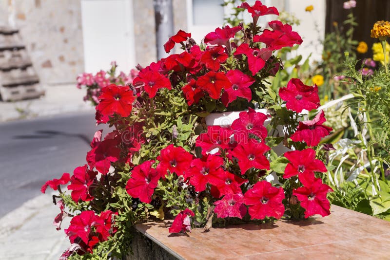 Blooming red petunia flowers -closeup stock photo Blooming red petunia flowers -closeup stock photo