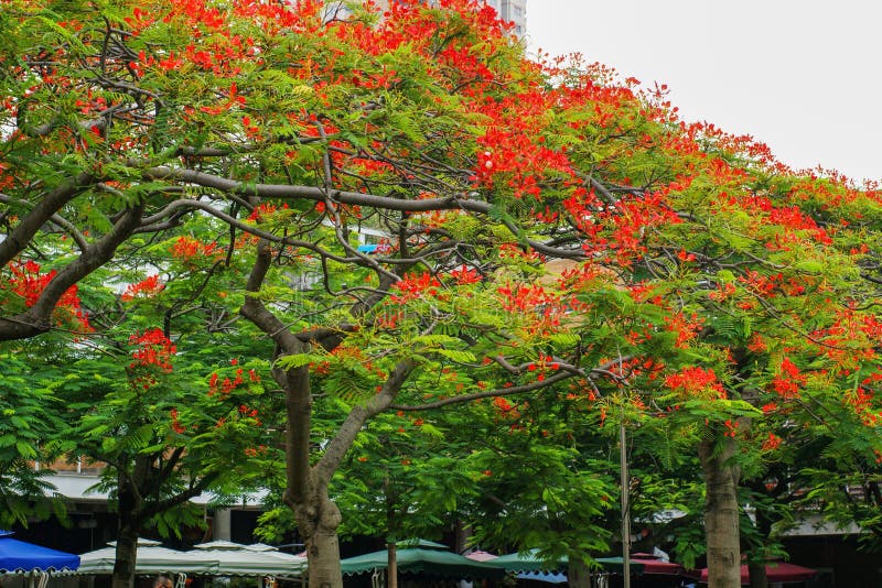 Phoenix Flower Or Delonix Regia Is A Species Of Flowering Plant, Group