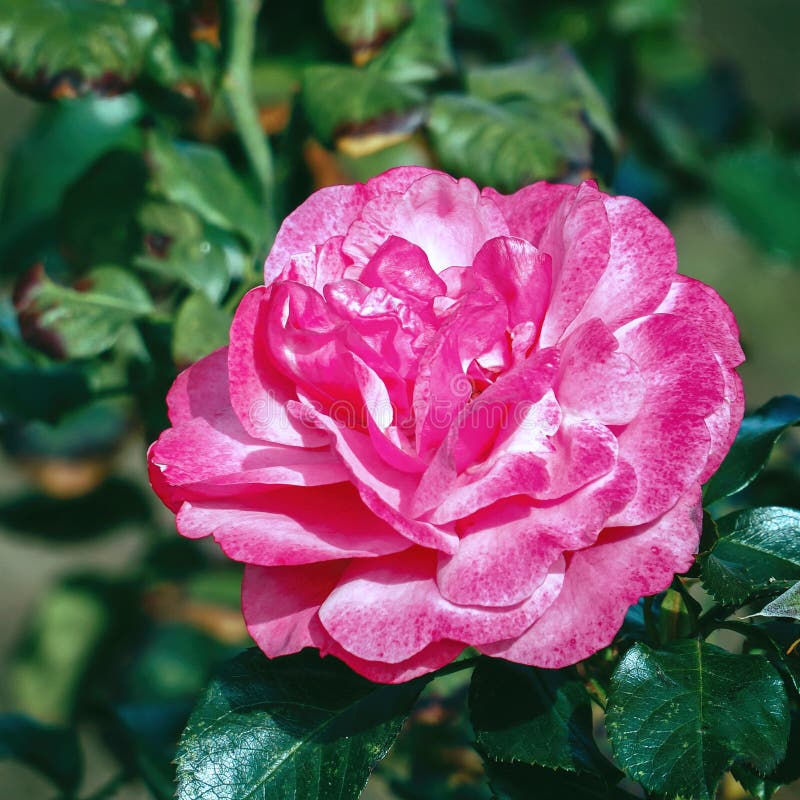 Blooming Red Rose Buds on Bush Stock Photo Image of beautiful, petal