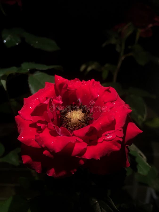 Rose night stock photo. Image of rose, blooming, night 208414826