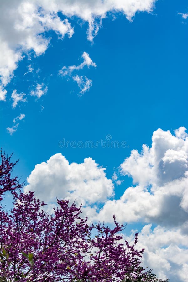 Blooming redbud  tree under the blue sky