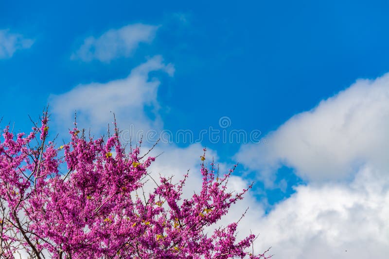 Blooming redbud  tree under the blue sky