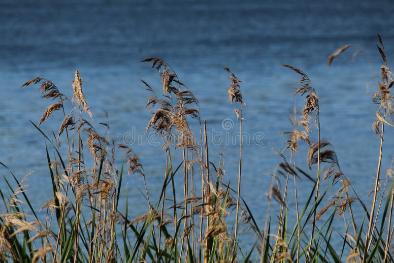 Blooming reeds in a transparent lake in the forest. Bulrush bent over the lake royalty free stock image Blooming reeds in a transparent lake in the forest. Bulrush bent over the lake royalty free stock image