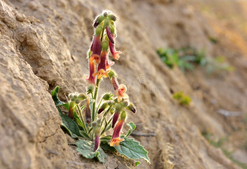 A blooming Rehmannia glutinosa in dry land