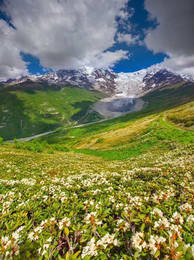 Blooming Rhododendrons in the Caucasian Mountains. Stock Image - Image ...