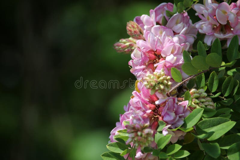 Blooming rose acacia bunch close up spring background