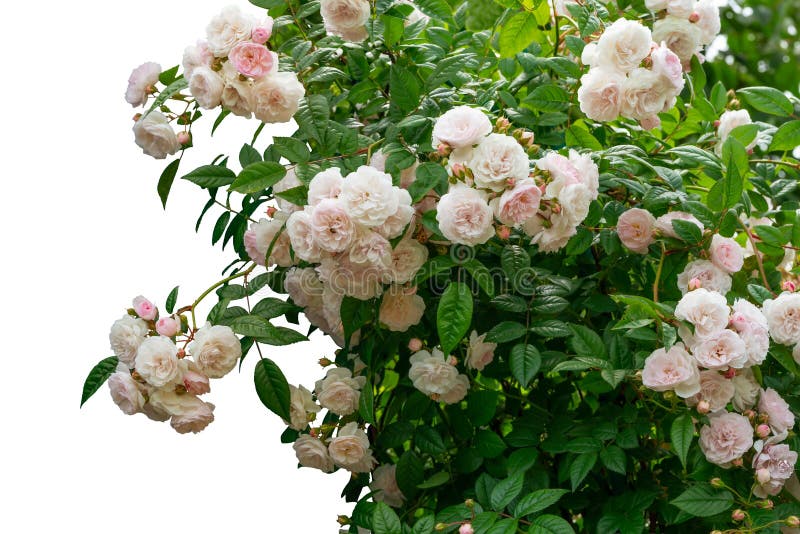 Blooming Red Rose Bushes Isolated on White Stock Image Image of