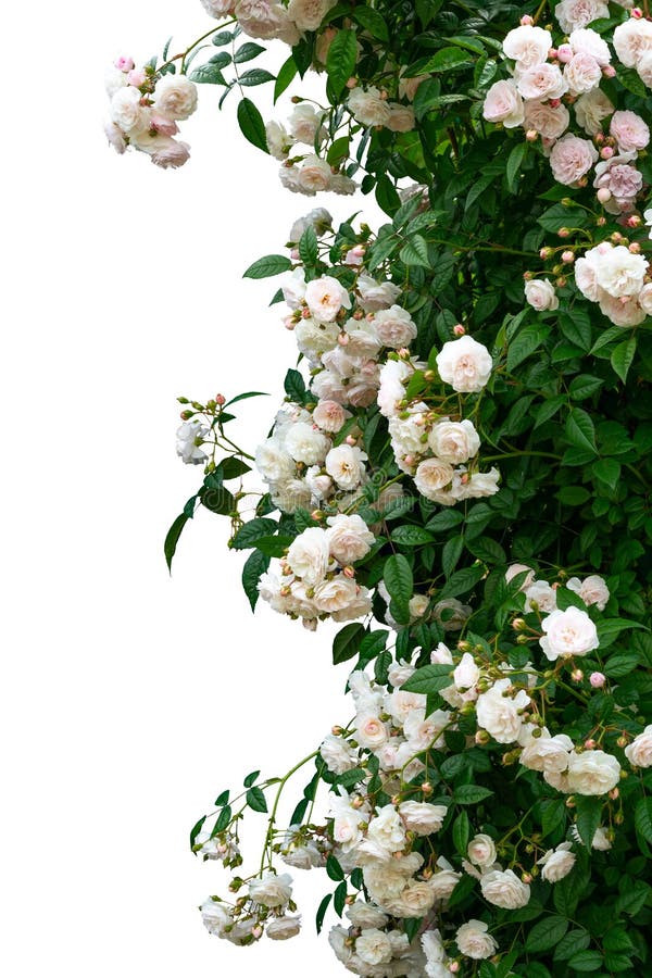 Blooming Red Rose Bushes Isolated on White Stock Photo Image of white