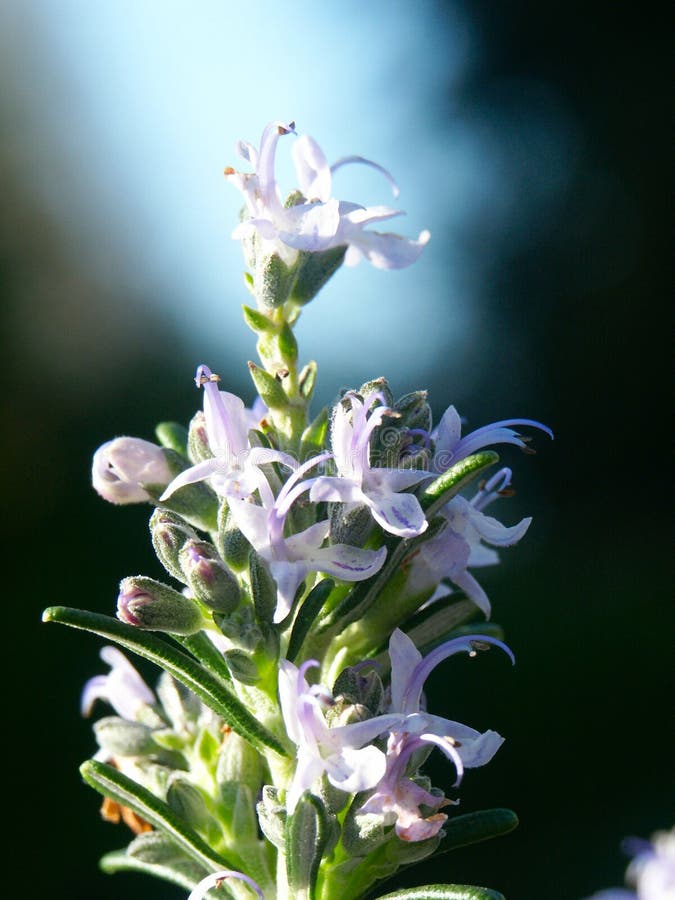 Detail Of Blooming Rosemary In A Garden Stock Photo Image of pharmacy