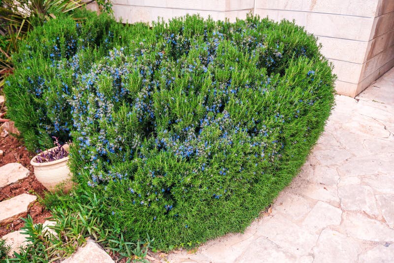 Blooming rosemary bush stock photo. Image of bush, bunch 145927400