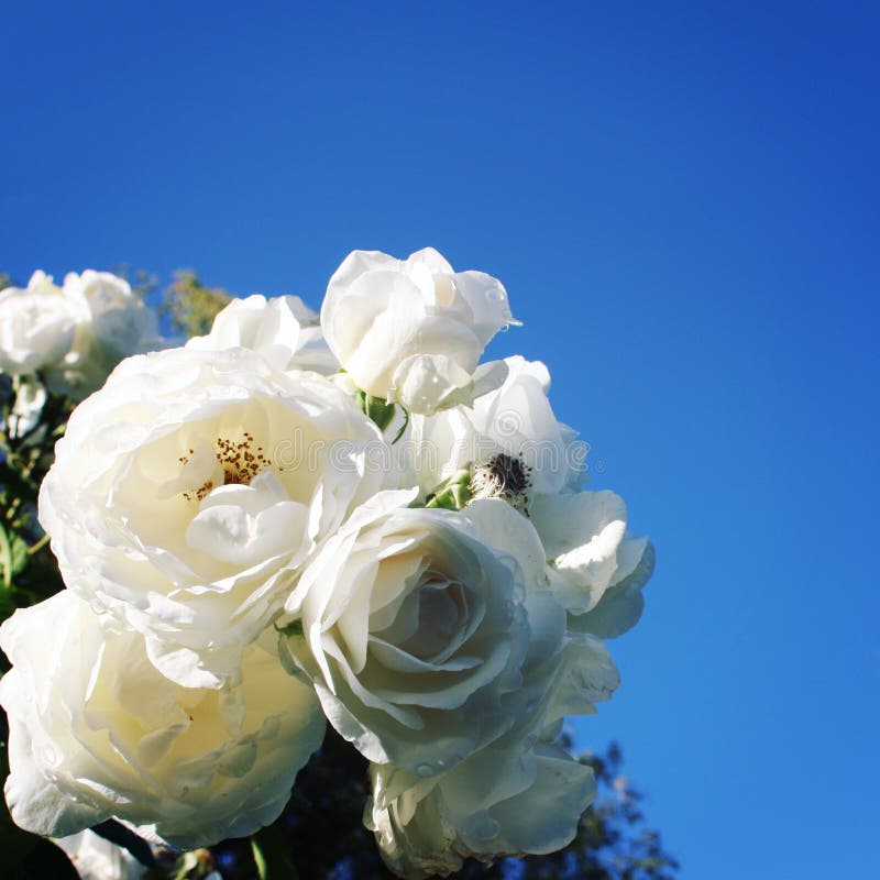 White Flowers Bunched Together Stock Photos - Free & Royalty-Free Stock ...