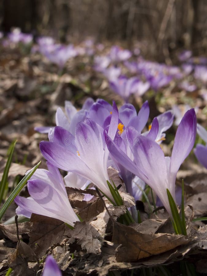 Saffrons stock image. Image of spring, leaves, closeup 90047895