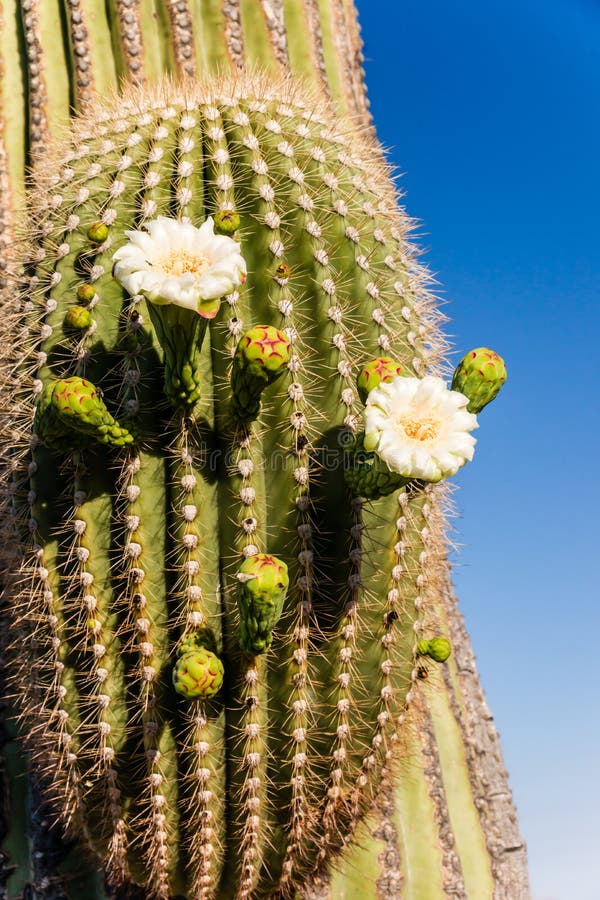 Blooming Saguaro Cactus Close Up Stock Image - Image of flower ...