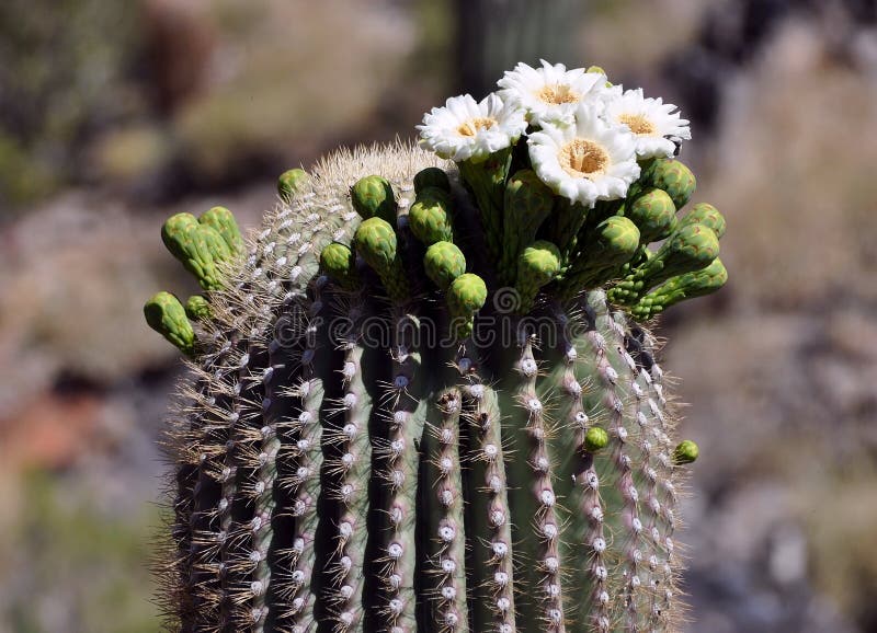 Blooming Saguaro Cactus Flower Stock Image Image of saguaro, spring
