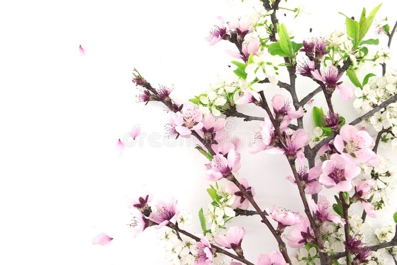 Blooming sakura, spring flowers on white background with space
