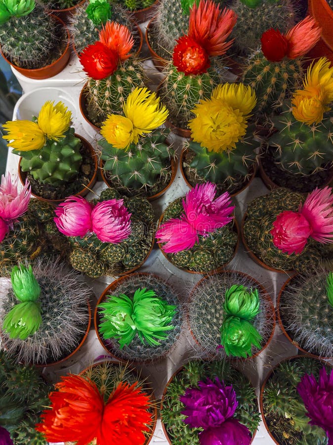Colored cacti stock photo. Image of garden, paint, cactus - 46149436