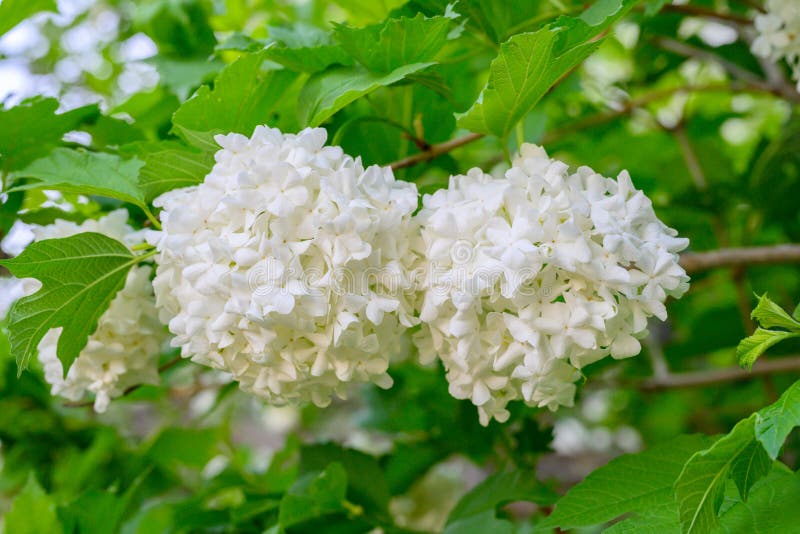 Blooming spring flowers. Large beautiful white balls of blooming Viburnum opulus Roseum Boule de Neige . White Guelder Rose or