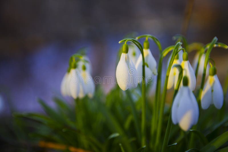 Blooming Spring Snowdrops in the Forest in Golden Hour Stock Image ...