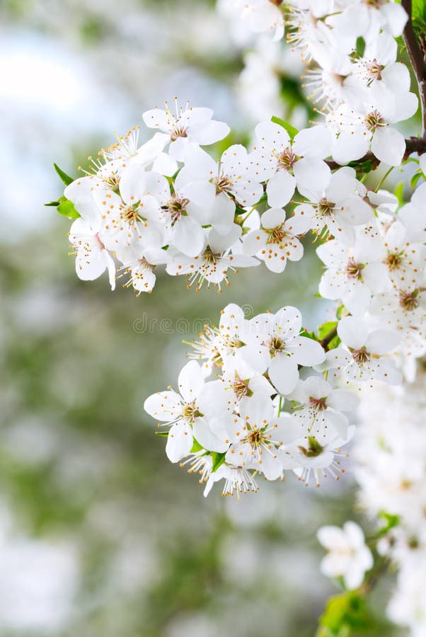 Blooming spring tree background