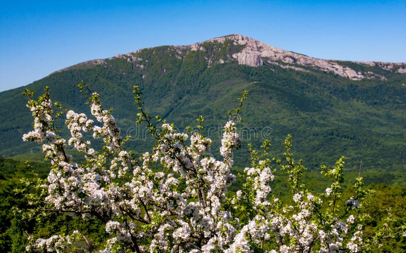Blooming spring tree mountains royalty free stock images