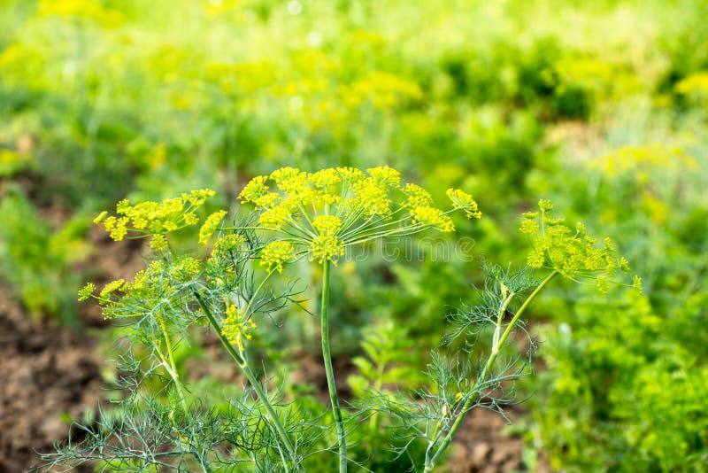 Blooming Stalks of Dill Flowers Dill Ukraine Stock Photo Image of summer, countryside 222772302