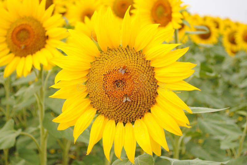 Blooming sunflower and bees collecting pollen royalty free stock photos Blooming sunflower and bees collecting pollen royalty free stock photos