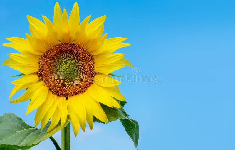 Blooming Sunflower in the Blue Background Stock Image Image of petal, nature 197812539