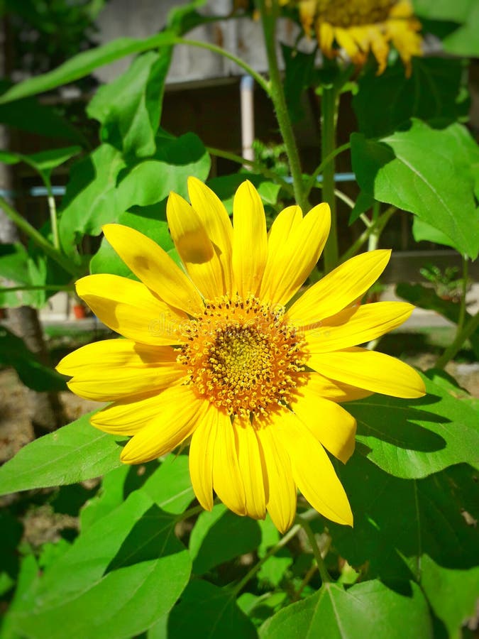 Blooming sunflower stock image. Image of bloomed, sunflower 138509657