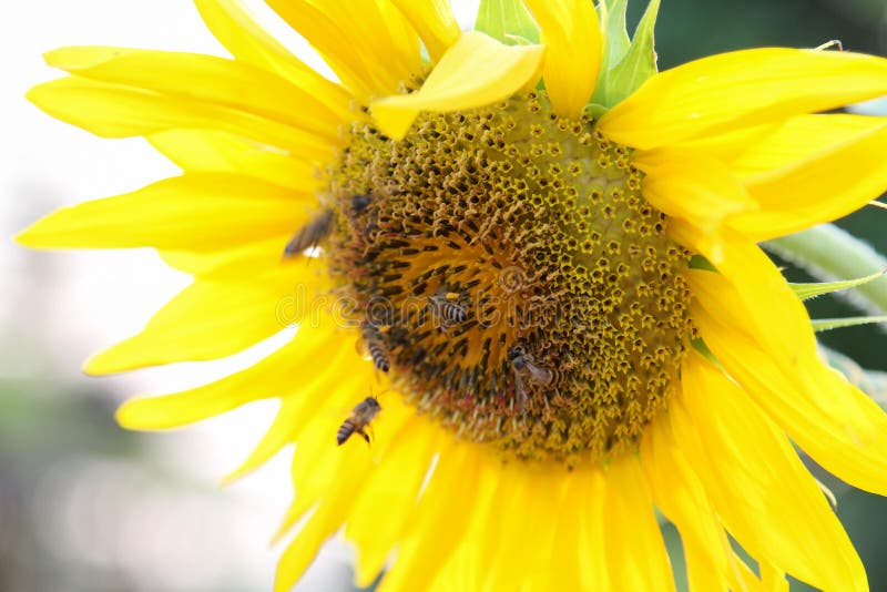 Blooming Sunflower and Honey Bees Working Stock Image Image of smell