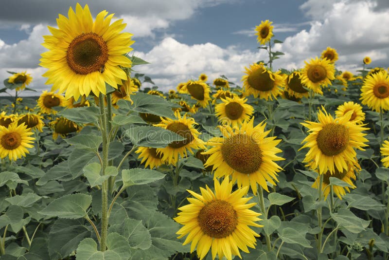 Blooming Sunflowers of Different Height Stock Image Image of