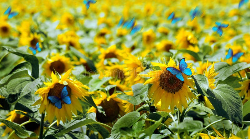 Blooming sunflowers field and bright blue butterflies morpho background