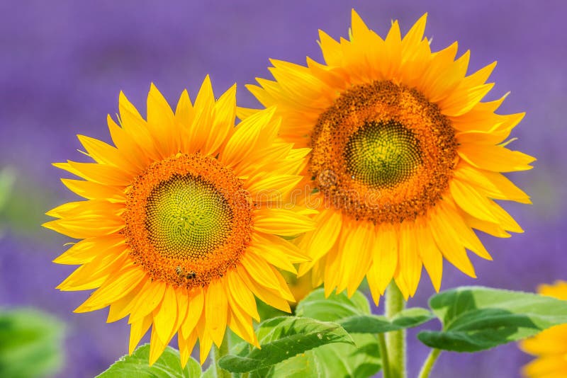 Blooming sunflowers stock photo. Image of lavander, purple 96953368