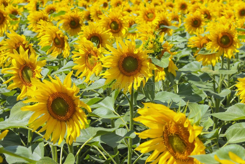 Blooming sunflowers stock photo. Image of growth, nature 93359802