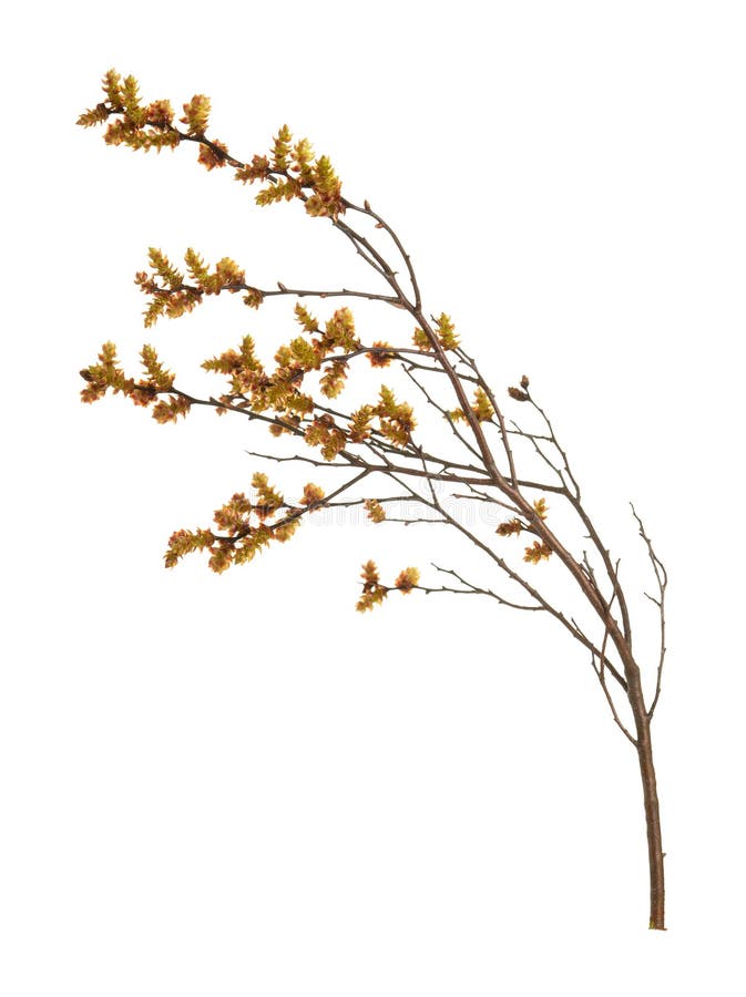 Closeup of blooming sweetgale, Myrica gale with catkins isolated on white background.