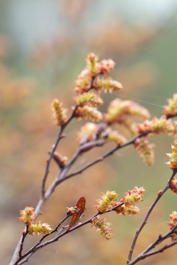 Closeup of blooming sweetgale, Myrica gale.