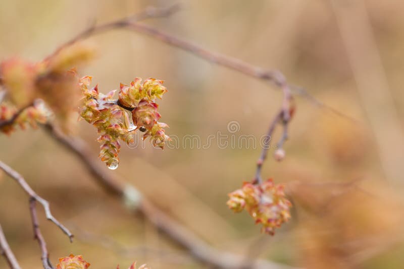 Closeup of blooming sweetgale, Myrica gale.