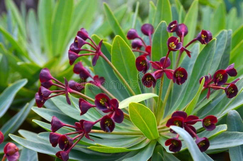 Blooming Tabaiba dulce or Euphorbia balsamifera plant native to Canary Islands and the symbol of the island of Lanzarote. stock images