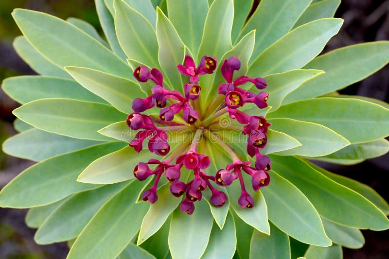 Blooming Tabaiba dulce or Euphorbia balsamifera plant native to Canary Islands and the symbol of the island of Lanzarote stock photo