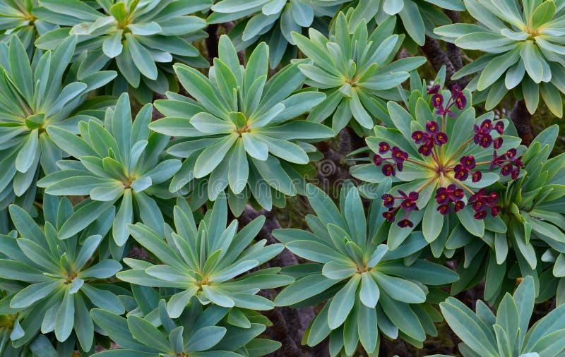 Blooming Tabaiba dulce or Euphorbia balsamifera plant native to Canary Islands and the symbol of the island of Lanzarote. royalty free stock image
