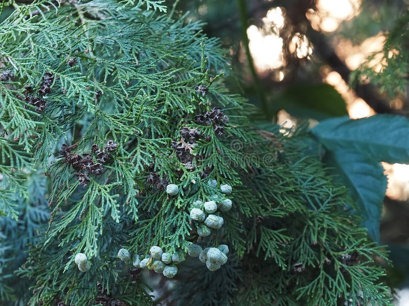 Blooming Thuja tree in in the evening light
