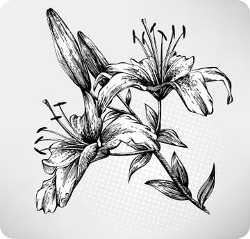 Lily Stock Illustrations – 122,909 Lily Stock Illustrations, Vectors ...